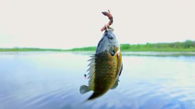 Balkabağı tohumu balığı yaz tatillerinde aile içi su sporları yaparken balık tutar. Tatlı su Bluegill Güneş Balığı ya da spor balığı, aktif eğlence. Kamp yaparken gölün keyfini çıkarıyorum.