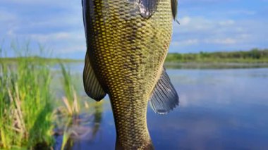 Koca ağızlı levrek balığı. Büyük ağızlı levrek balıkları yaz akşamları yakalar, ayrıntıları kapatırlar. Güneşin altında ağzıyla tutulan balıklar Kuzey Amerika gölünde yakalar ve bırakır. Su sporu, balık tutma oyunu.