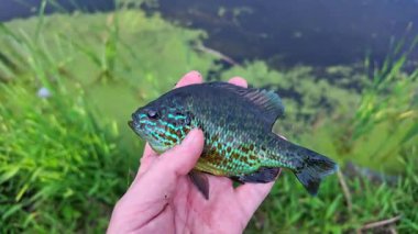 Balkabağı tohumu balığı yaz tatillerinde aile içi su sporları yaparken balık tutar. Tatlı su Bluegill Güneş Balığı ya da spor balığı, aktif eğlence. Kamp yaparken gölün keyfini çıkarıyorum.
