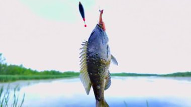 Balkabağı tohumu balığı yaz tatillerinde aile içi su sporları yaparken balık tutar. Tatlı su Bluegill Güneş Balığı ya da spor balığı, aktif eğlence. Kamp yaparken gölün keyfini çıkarıyorum.