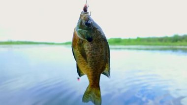 Kabak yemi oltaya takılmış solucan yemi, göldeki balık. Kuzey Amerika tatlı sularındaki göllerde, göletlerde ve nehirlerde bulunan mavi benekli güneş balığı. Aile içi su sporları balıkçılığı.