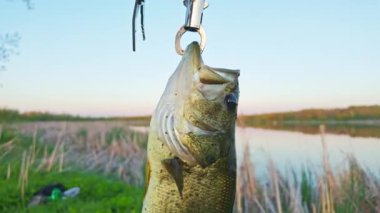 Büyük ağızlı levrek balığı ağzıyla balık tutar, balık tutma sporu. Kuzey Amerika gölünde koca ağızlı levrek. Su sporu hobileri, akşamları yaşam tarzı balıkçılığı.