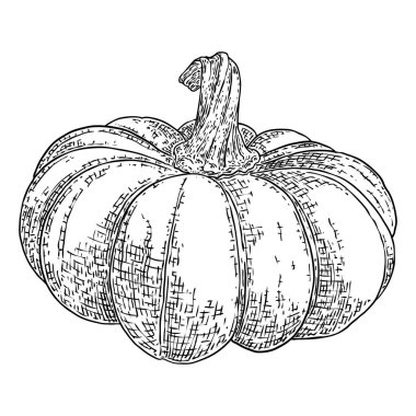 Balkabağı ya da kabak eli çizimi. Ekim mevsiminde Şükran Günü ve Aile Günü boyunca dekorasyon için Cadılar Bayramı hasat illüstrasyonu. Sonbaharın sembolü. Vektör.