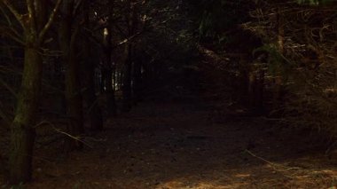 Gölgeli yoldaki ürkütücü, ürkütücü orman atmosferi hareketliliği. Karanlık ormanın kasvetli ormanında rahatsız edici bir manzara. Ağaçların karanlık boşluğuna bakıyorum dallara, mistik havaya..