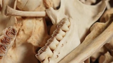 Vahşi hayvan kemikleri. Dişleri, omurgaları ve kuyruğu olan iskelet kemikleri. Hayvan kemiklerinden yapılan şamanik kolyeler için el işi ve hobi. Antik büyü ritüelleri araçları ve dekorasyon.