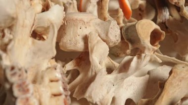 Hayvan kemik dokuları yavaş hareket ediyor. Çoklu iskelet kemikleri ve ölü hayvanın kafatası. Beyaz bir tabakta rastgele hayvan vücudu kemikleri. Şamanik büyücülük için el işi ve hobi. Kemiklerden yapılmış rüzgar çanı..