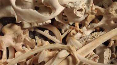 Hayvan kemik dokuları yavaş hareket ediyor. Çoklu iskelet kemikleri ve ölü hayvanın kafatası. Beyaz bir tabakta rastgele hayvan vücudu kemikleri. Şamanik büyücülük için el işi ve hobi. Kemiklerden yapılmış rüzgar çanı..