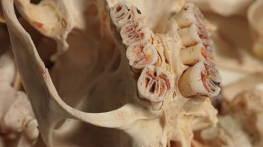 Hayvan kemik dokuları yavaş hareket ediyor. Çoklu iskelet kemikleri ve ölü hayvanın kafatası. Beyaz bir tabakta rastgele hayvan vücudu kemikleri. Şamanik büyücülük için el işi ve hobi. Kemiklerden yapılmış rüzgar çanı..