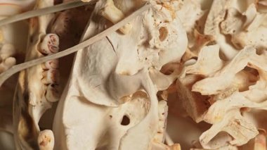 Hayvan kemik dokuları yavaş hareket ediyor. Çoklu iskelet kemikleri ve ölü hayvanın kafatası. Beyaz bir tabakta rastgele hayvan vücudu kemikleri. Şamanik büyücülük için el işi ve hobi. Kemiklerden yapılmış rüzgar çanı..