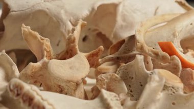 Vahşi hayvan kemikleri. Dişleri, omurgaları ve kuyruğu olan iskelet kemikleri. Hayvan kemiklerinden yapılan şamanik kolyeler için el işi ve hobi. Antik büyü ritüelleri araçları ve dekorasyon.