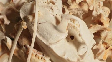 Vahşi hayvan kemikleri. Dişleri, omurgaları ve kuyruğu olan iskelet kemikleri. Hayvan kemiklerinden yapılan şamanik kolyeler için el işi ve hobi. Antik büyü ritüelleri araçları ve dekorasyon.