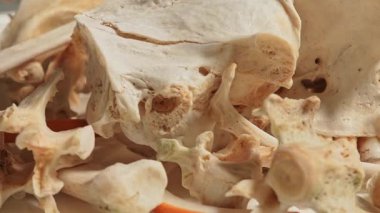 Kemik makrosu yakın çekim. Hayvan kemikleri rastgele yüzeye yerleştirilmiş. Osteolojik hazırlık. Hayvan kafatası ve kemiklerinin temizlenmesi ve hazırlanması. Tahnitçilik, tahnitçilik, müze küratörü ve araştırma.