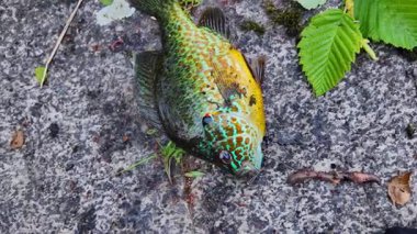 Balkabağı tohumu balığı yaz tatillerinde aile içi su sporları yaparken balık tutar. Tatlı su Bluegill Güneş Balığı ya da spor balığı, aktif eğlence. Kamp yaparken gölün keyfini çıkarıyorum.