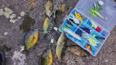 Panfish yaz tatillerinde aile içi su sporu yaparken balık yakalar. Tatlı su Bluegill Güneş Balığı, Balkabağı tohumu, kaya levreği ve Smallmouth Bass, Smallie, zincir üzerinde, aktif dinlenme kampı.