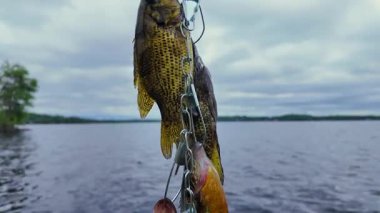 Panfish yaz tatillerinde aile içi su sporu yaparken balık yakalar. Tatlı su Bluegill Güneş Balığı, Balkabağı tohumu, kaya levreği ve Smallmouth Bass, Smallie, zincir üzerinde, aktif dinlenme kampı.