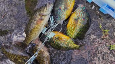 Balkabağı tohumu balığı, kaya levreği ve Smallmouth Bass, Smallie, zincirin üzerinde, gölde yakalarlar. Göllerde, göletlerde, Kuzey Amerika tatlı sularında bulunan spor balıkları. Aile içi su sporları balıkçılığı.