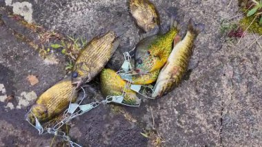 Panfish yaz tatillerinde aile içi su sporu yaparken balık yakalar. Tatlı su Bluegill Güneş Balığı, Balkabağı tohumu, kaya levreği ve Smallmouth Bass, Smallie, zincir üzerinde, aktif dinlenme kampı.