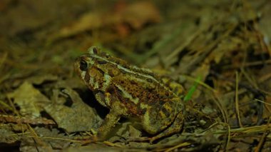 Batı kurbağa makrosu, Anaxyrus boreas, Batı Kuzey Amerika 'ya özgü. Geceleri Kanada, Ontario, Bancroft yakınlarındaki Crown Land ormanında bulunur..
