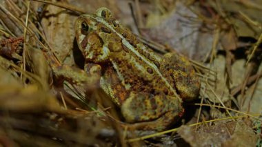 Batı kurbağa makrosu, Anaxyrus boreas, Batı Kuzey Amerika 'ya özgü. Geceleri Kanada, Ontario, Bancroft yakınlarındaki Crown Land ormanında bulunur..
