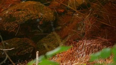 Sakin su hareketleri ve kırmızı turuncu çam ve köknar ağaçlarıyla çevrili yansımalar dingin doğal bir ortamda iğne yapıyor. Kuzey Ontario, Kanada 'daki Crown kara gölünün gerçek güzelliği.