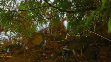 Sakin su hareketleri ve kırmızı turuncu çam ve köknar ağaçlarıyla çevrili yansımalar dingin doğal bir ortamda iğne yapıyor. Kuzey Ontario, Kanada 'daki Crown kara gölünün gerçek güzelliği.