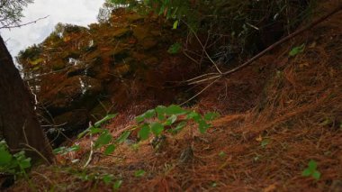 Sakin su hareketleri ve kırmızı turuncu çam ve köknar ağaçlarıyla çevrili yansımalar dingin doğal bir ortamda iğne yapıyor. Kuzey Ontario, Kanada 'daki Crown kara gölünün gerçek güzelliği.