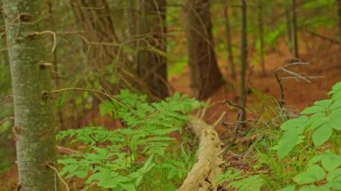 Verimli ve köknar ağaçlarındaki Kanada Crown Land ormanına odaklan. Yol boyunca kontrol edilemeyen derin bir orman. Bancroft yakınlarında Kanada 'nın göz kamaştırıcı doğası. Tehlikeli doğada kamp yapmak ve yürüyüş yapmak..