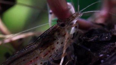Hobi akvaryumunda şeffaf cam hayalet karides. Makrodaki daha temiz karidesler çok sığ alan derinliğine sahip yakın çekim fotoğrafçılığı. Yosun yiyen Palaemonetes paludosus karidesi.