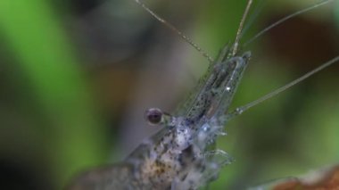 Hobi akvaryumunda şeffaf cam hayalet karides. Makrodaki daha temiz karidesler çok sığ alan derinliğine sahip yakın çekim fotoğrafçılığı. Yosun yiyen Palaemonetes paludosus karidesi.