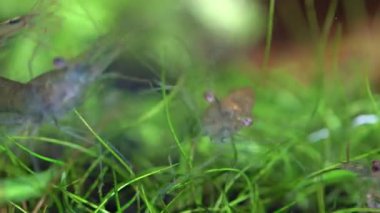 Hobi akvaryumunda şeffaf cam hayalet karides. Makrodaki daha temiz karidesler çok sığ alan derinliğine sahip yakın çekim fotoğrafçılığı. Yosun yiyen Palaemonetes paludosus karidesi.