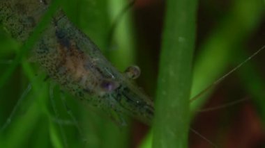 Tatlı su hayalet karides makro shot 'ı ya da eğri kuyruklu opak cam karides. Yosun yiyen Pinokyo karidesleri, Palaemonetes paludosus besleyicileri. Çok sığ bir alan derinliğiyle yaklaşın..