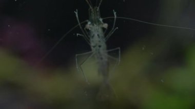 Tatlı su hayalet karides makro shot 'ı ya da eğri kuyruklu opak cam karides. Yosun yiyen Pinokyo karidesleri, Palaemonetes paludosus besleyicileri. Çok sığ bir alan derinliğiyle yaklaşın..