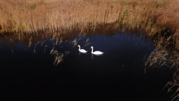Par Cisnes Lago Jurmala Letonia Disparos Otoño Desde Dron Imágenes — Vídeos de Stock