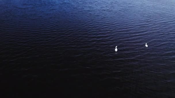 在拉脱维亚于尔马拉湖上的天鹅对决秋天从无人机上射击 高质量的4K镜头 — 图库视频影像