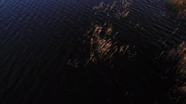 Letonya 'nın Jurmala Gölü' nde İHA 'dan çekilen Kuğu Çifti. Yüksek kalite 4k görüntü