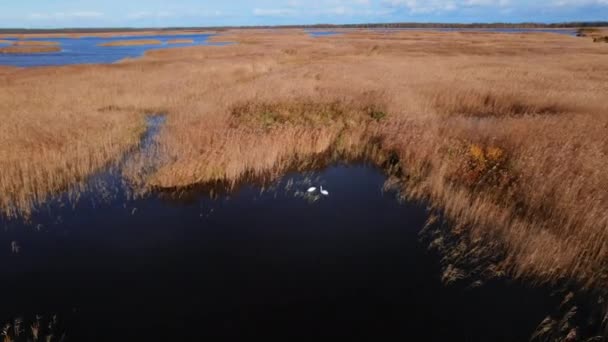 Coppia Cigni Sul Lago Jurmala Lettonia Autunno Riprese Drone Filmati — Video Stock
