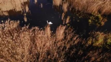 Letonya 'nın Jurmala Gölü' nde İHA 'dan çekilen Kuğu Çifti. Yüksek kalite 4k görüntü