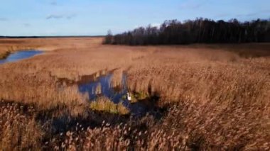 Letonya 'nın Jurmala Gölü' nde İHA 'dan çekilen Kuğu Çifti. Yüksek kalite 4k görüntü