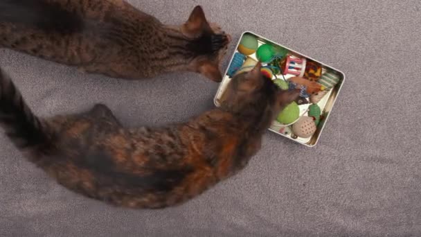 Pohledu Shora Dolů Orientální Kočka Zapojuje Hravé Šaškárny Šedém Pozadí — Stock video