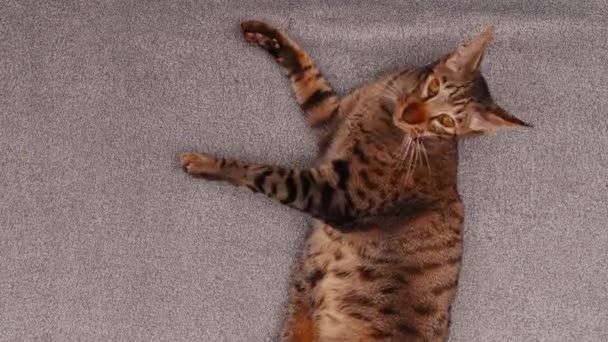 Strzał Góry Orientalny Kot Zabawnie Zabawia Drugiego Kota Otoczonego Szarym — Wideo stockowe