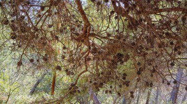 Doğanın şiiri çam kozalakları ve gür ağaçların yeşil tonlarında sergilenir..