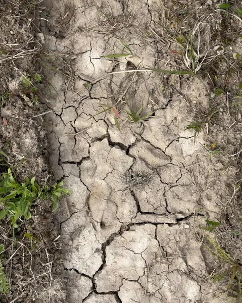 Çatlakların arasında çimen yetişen çatlak ve kurumuş toprak bir patika. Terkedilme ve yalnızlık kavramı