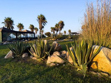 Dekor, canlı sulu bitkileri palmiye ağaçları ve açık bir gökyüzüne karşı sergiliyor ve günbatımında huzurlu bir atmosfer yaratıyor..
