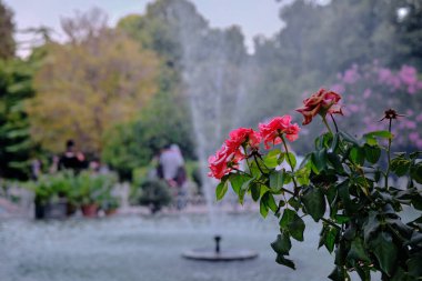 Narenjestan Qavam 'da güzel çiçekler, Şiraz İran. Gölün arkasındaki çiçeğin seçici odak fotoğrafı ve Şiraz, İran 'daki çeşme arkaplanı.