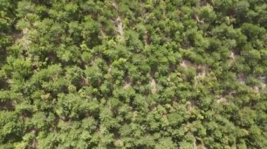 4k Drone Video, çam ağacı ormanının tepesindeki ekseni çevirerek