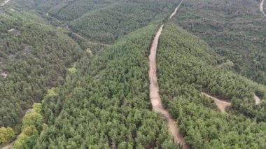 4k Drone hava görüntüsü, dağın tepesindeki toprak yol çam ağaçlarıyla kaplı.