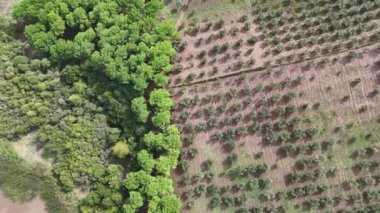 4k drone videosu: Tarım alanı üzerinde tepeden tırnağa İHA görünümü.