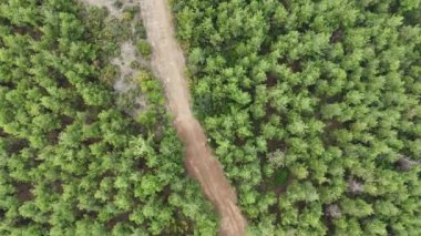 4k drone videosu: Çam ağacından göle havadan çekilmiş video.