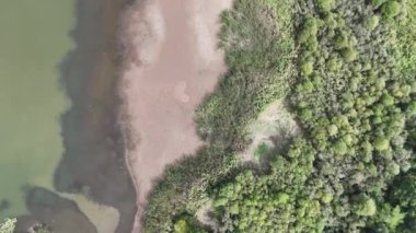 4k drone videosu: Göl kıyısı ve bataklık alanının yukarıdan aşağı görüntüsü.