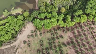 4k drone videosu: Göl kıyısı ve bataklık alanının yukarıdan aşağı görüntüsü.